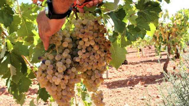 Un trabajador recoge uvas en una viña para la elaboración de vino / EUROPA PRESS