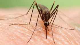 El 'Aedes japonicus', una nueva especie invasora de mosquito proveniente de Oriente / EP