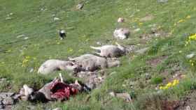 Ovejas muertas por el ataque del oso 'Goiat' en el Val d'Aran / ARMAND CASTET - UNITAT D'ARAN
