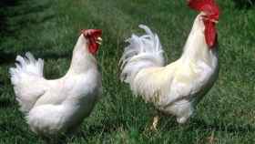 Un gallo y una gallina del proyecto Gallina Feliz / Wordpress