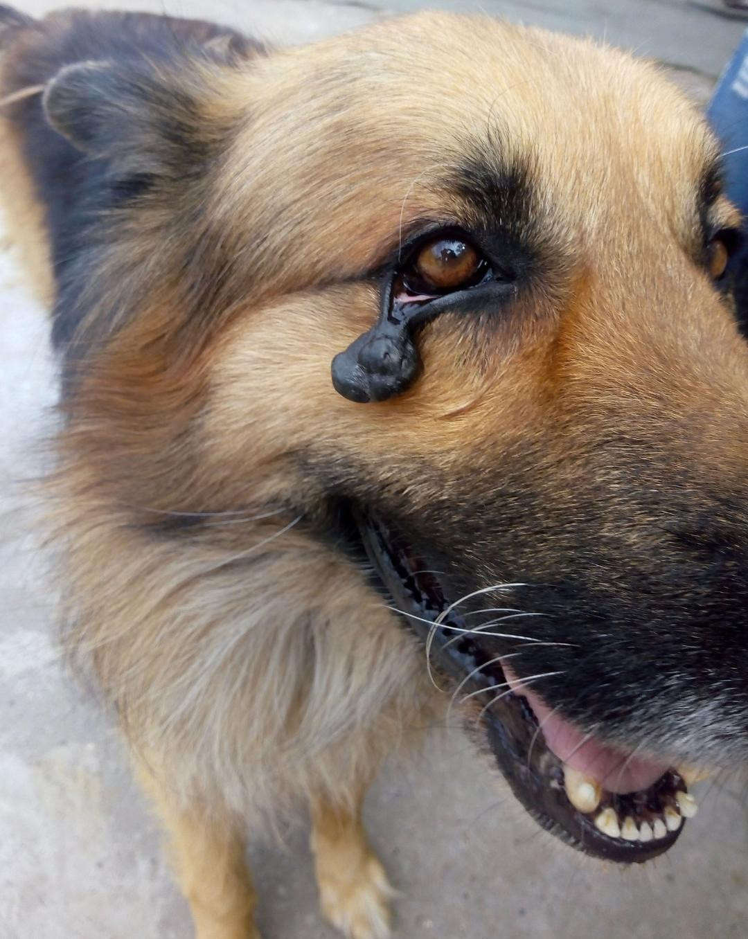 Un perro con un tumor en el ojo / TWITTER