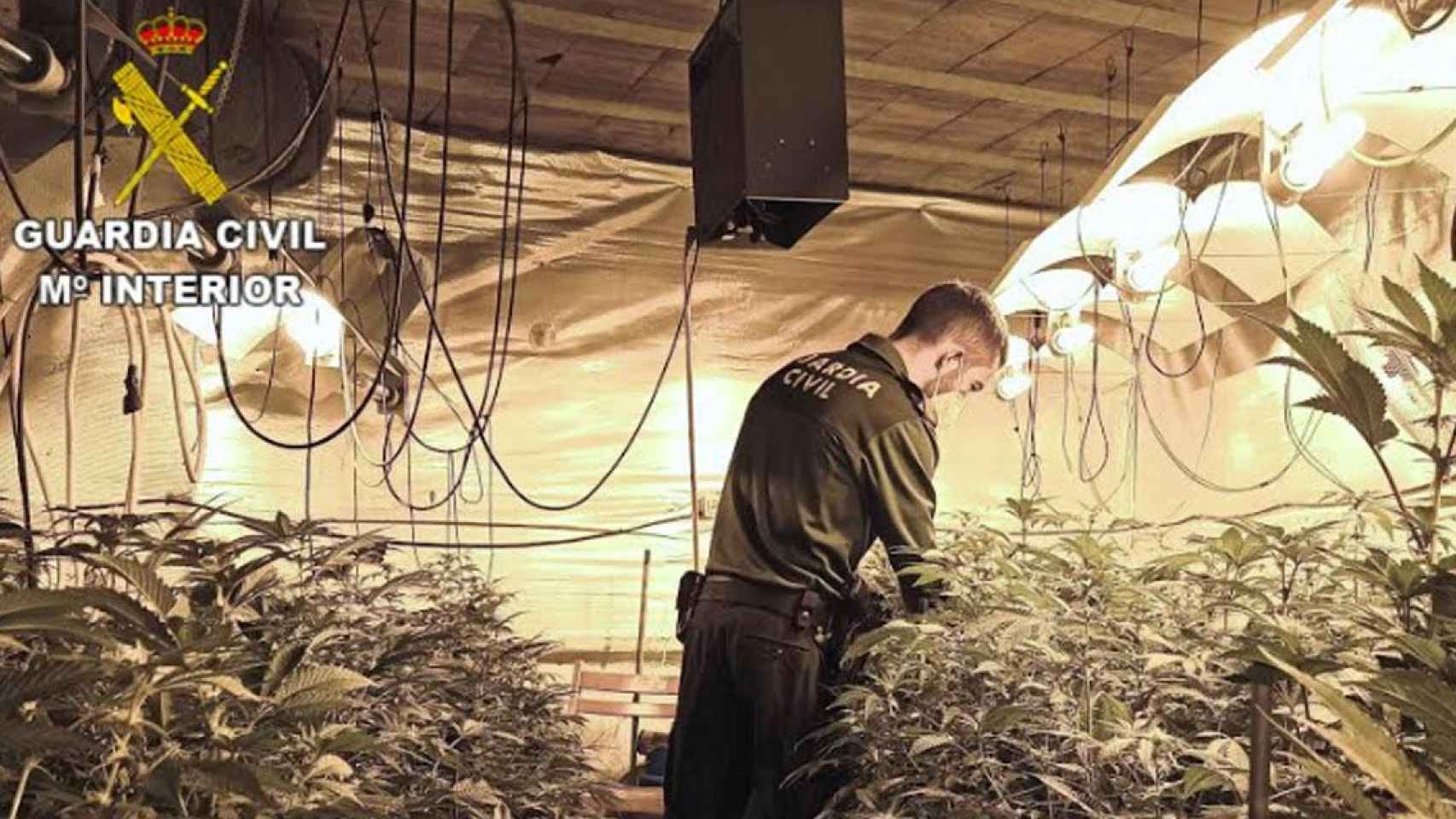Un agente de la Guardia Civil en la plantación de marihuana en una casa ocupada de Barcelona / GUARDIA CIVIL