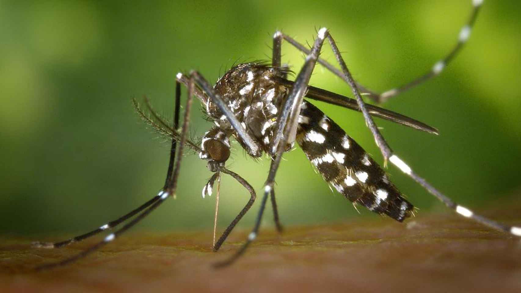 Mosquito tigre portador de enfermedades epidemiológicas / PIXABAY