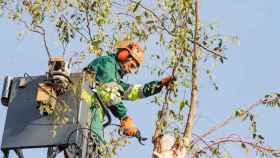 Un trabajador de Parques y Jardines de Barcelona trabaja en la poda de árboles / CG