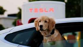 Mascota asomada mientras carga un Tesla / PEXELS