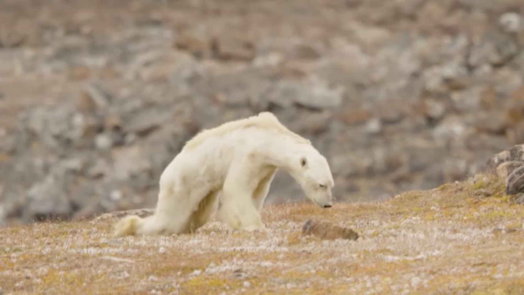 Un oso polar muere de hambre