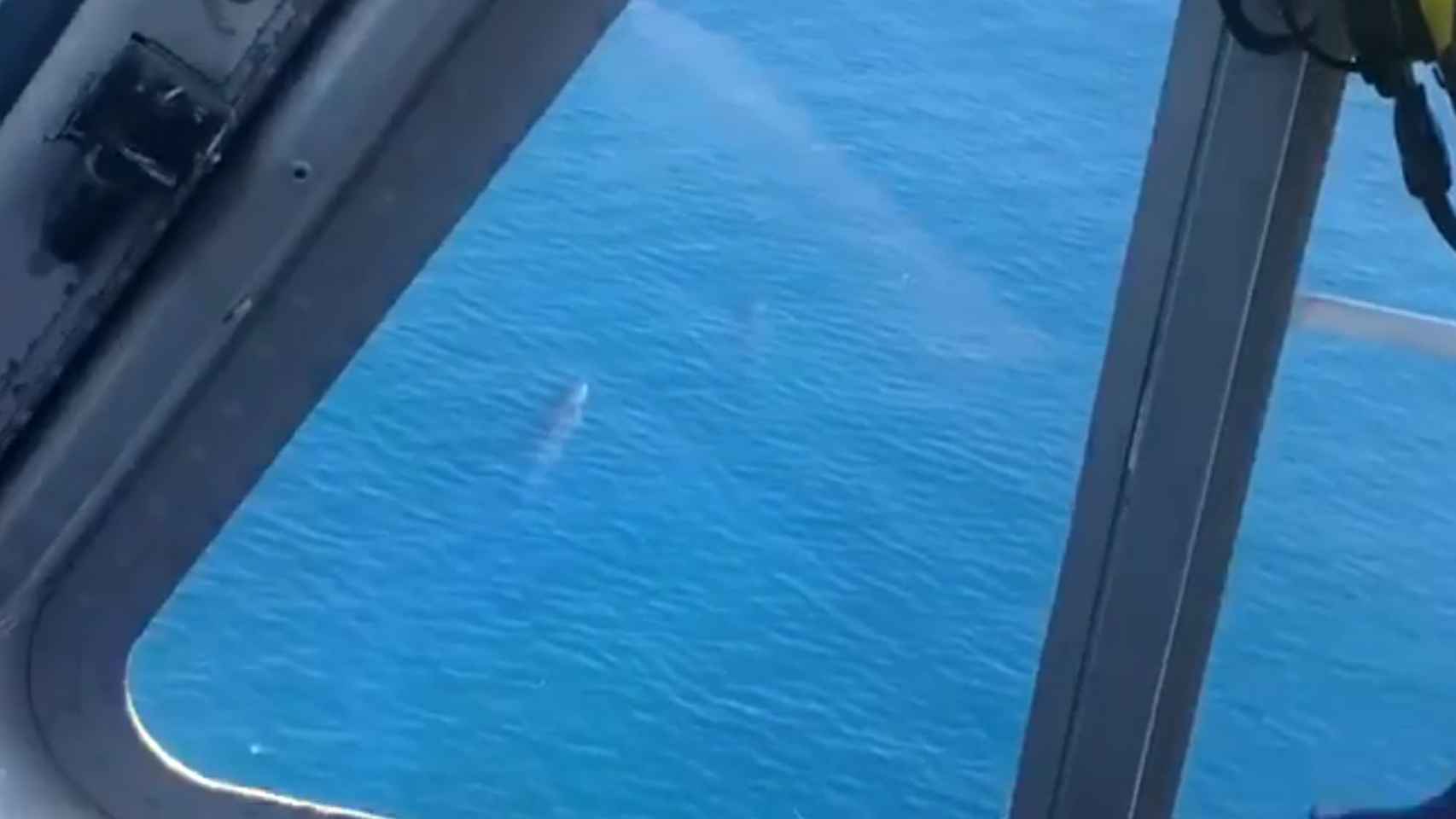 Aparecen tres ballenas en el Mediterráneo