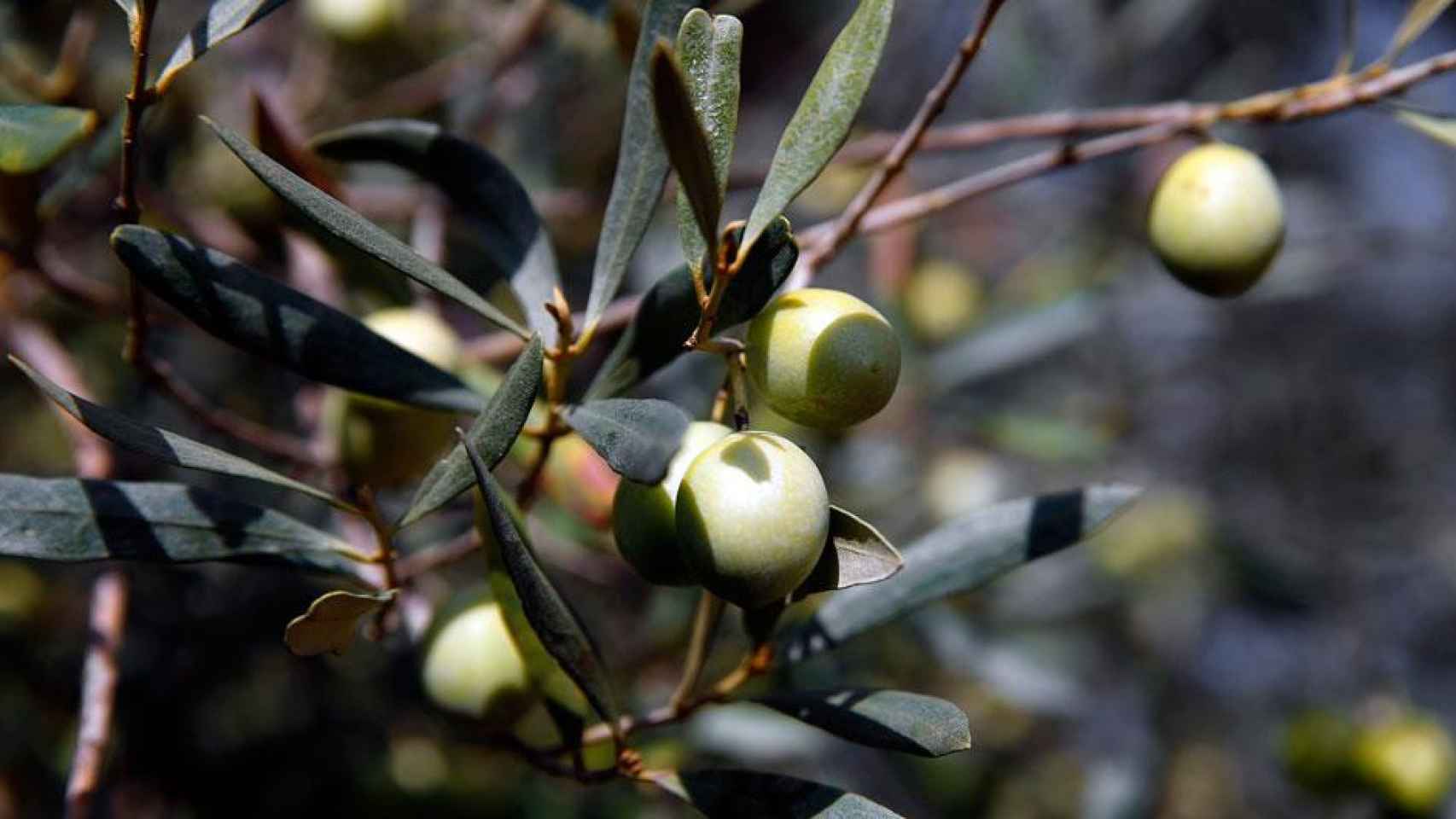 Aceitunas en un olivo / EFE