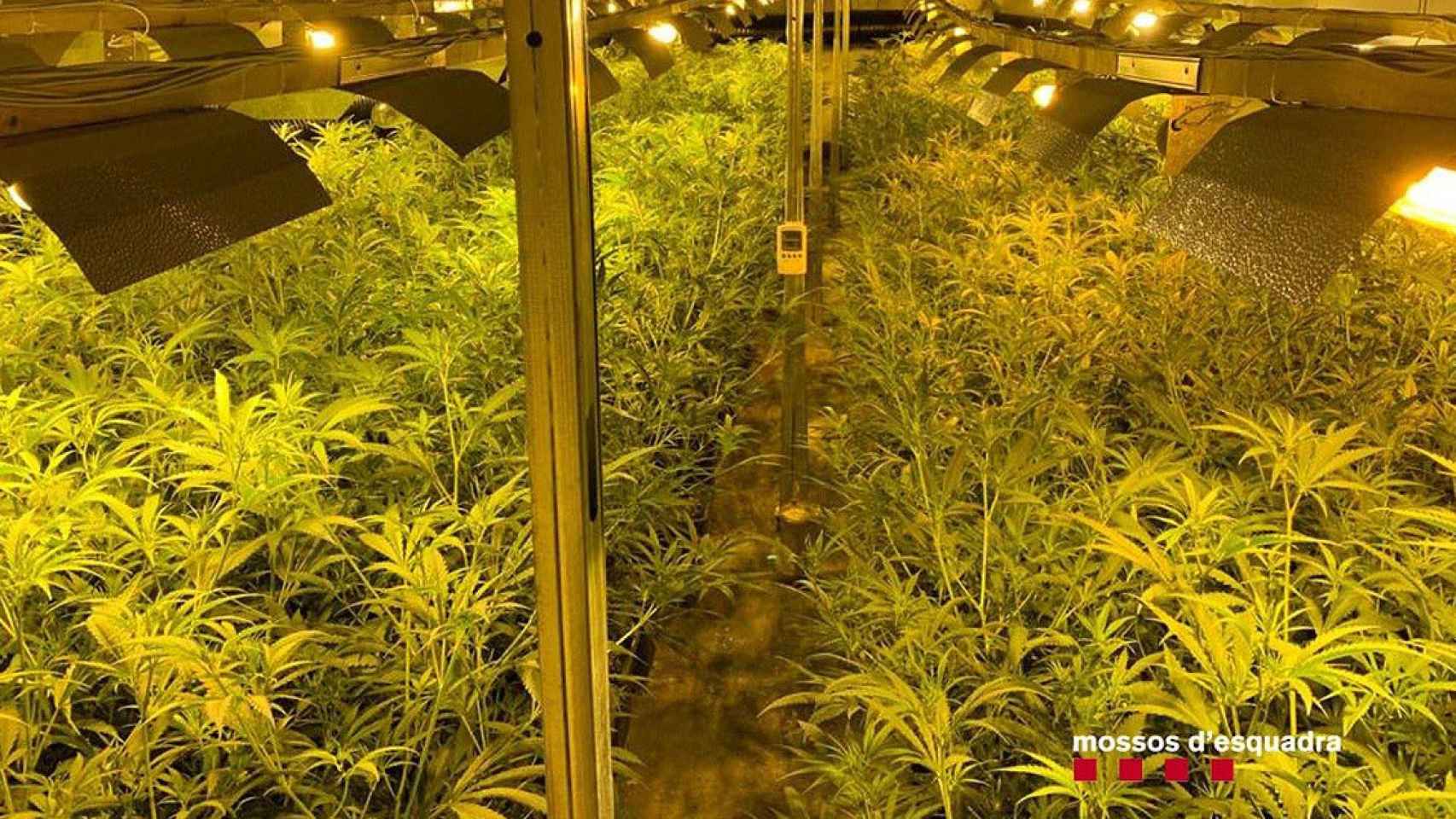 Una plantación de marihuana desmantelada por los Mossos d'Esquadra / MOSSOS