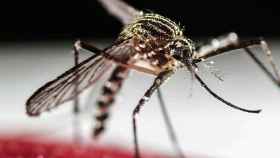 Mosquito Aedes Aegypti, transmisor del virus del zika, el dengue y el chikunguña