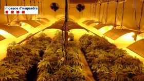 Plantación de marihuana en Terrassa / MOSSOS D'ESQUADRA