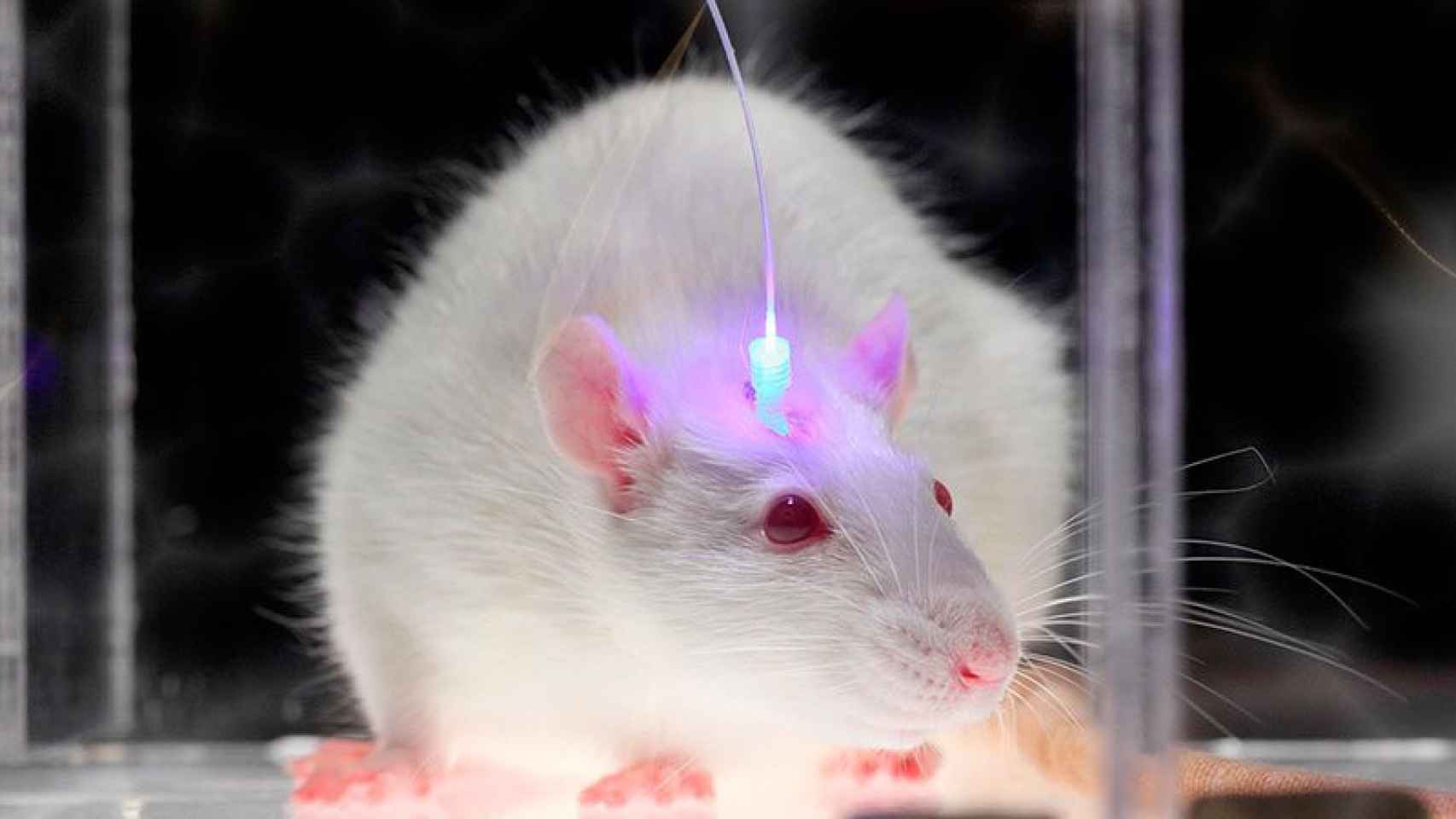 Un ratón con un implante de luz para la estimulación optogenética de las neuronas.