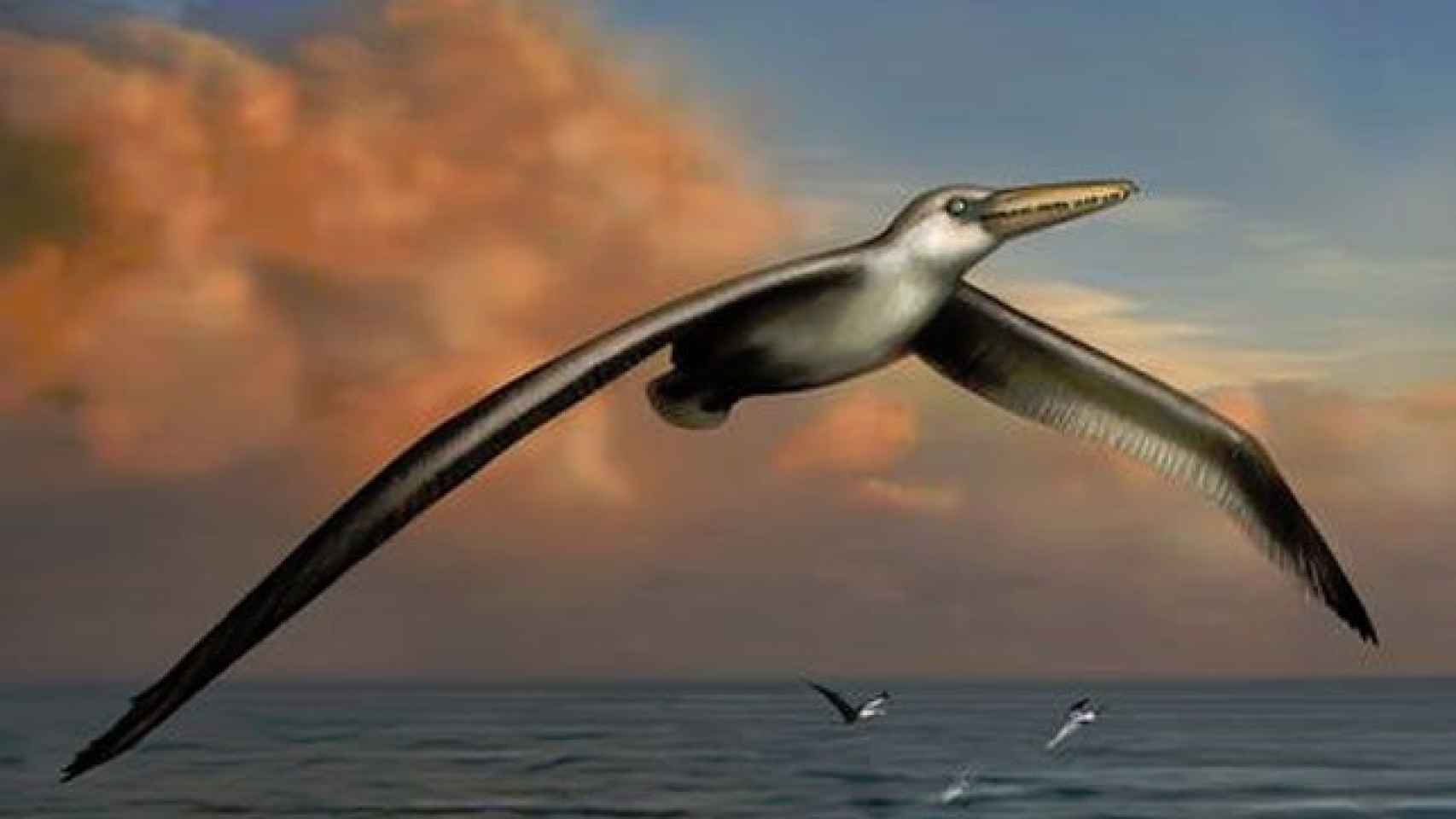 Dibujo de Pelagornis sandersi, el ave voladora más grande hasta la fecha