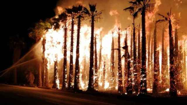 Miles de palmeras arden en cuatro incendios de huertos en Elche / EUROPA PRESS