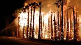 Miles de palmeras arden en cuatro incendios de huertos en Elche / EUROPA PRESS
