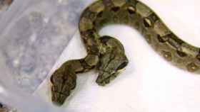 Una foto de la serpiente de dos cabezas