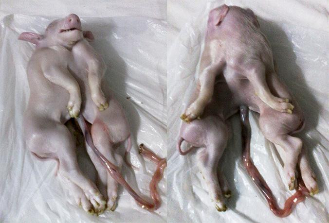 Cerdo con una cabeza y dos cuerpos / CARIDAD PELIER - GUERRILLERO