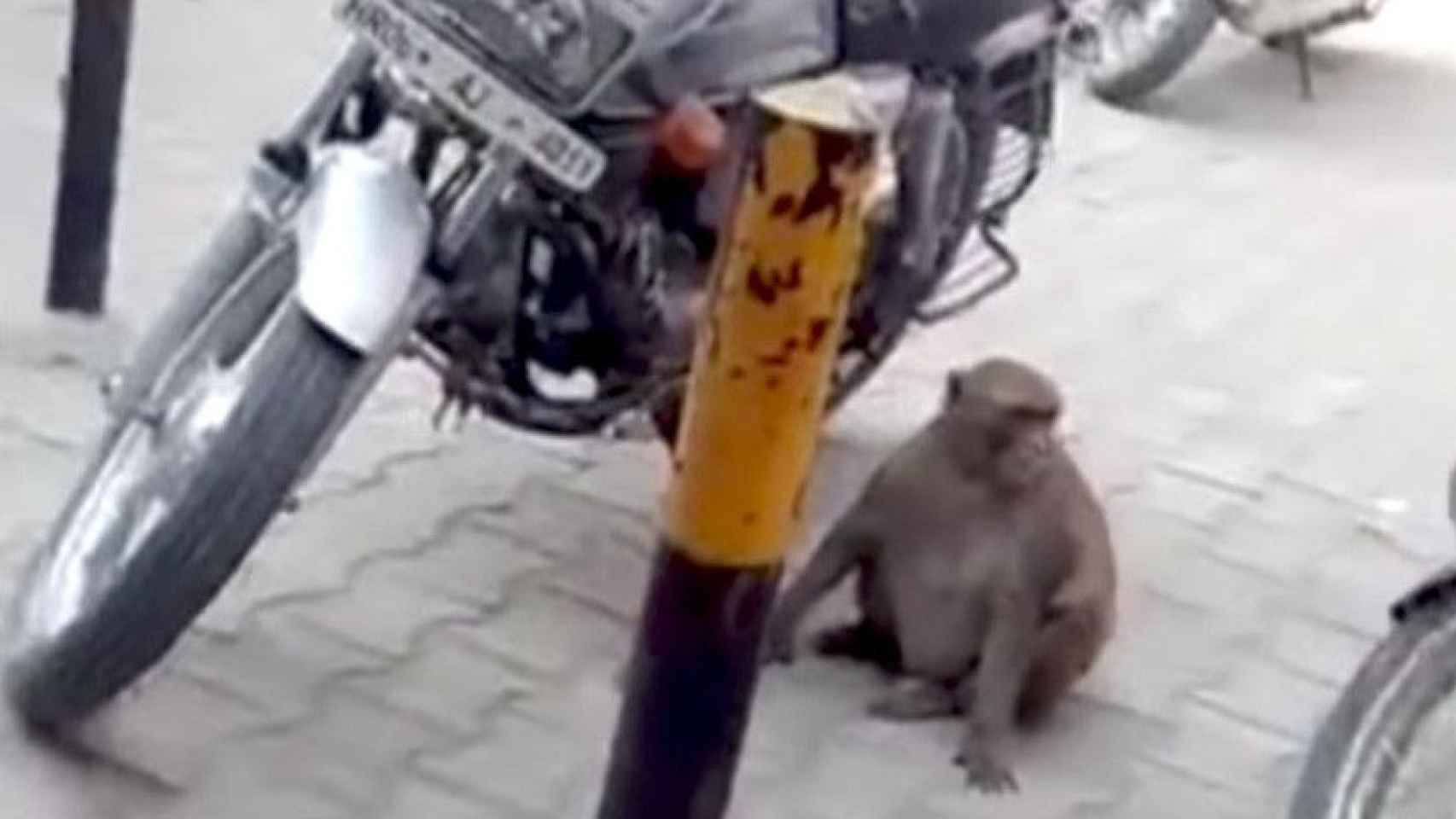El mono ladrón cerca de una motocicleta / Youtube