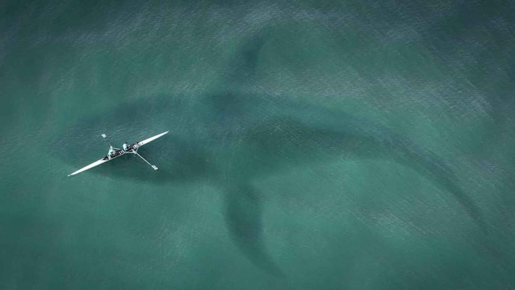Una imagen de un tiburón acechando un kayak / ARCHIVO
