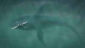 Una imagen de un tiburón acechando un kayak / ARCHIVO