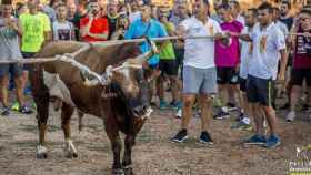 Los toros ensogados o correbous tienen un gran arraigo en las tierras del Ebro / PACMA