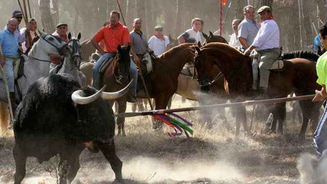 El Toro de la Vega de Tordesillas / EFE