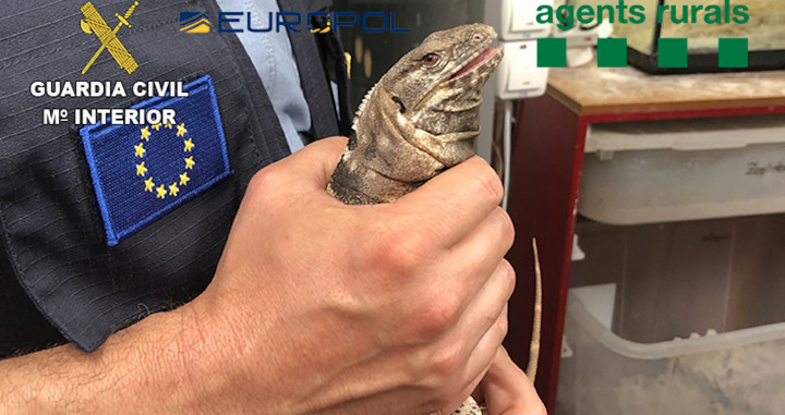 Uno de los reptiles rescatados por la Guardia Civil / GUARDIA CIVIL