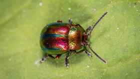 Un ejemplar de los escarabajos de colores / PIXABAY