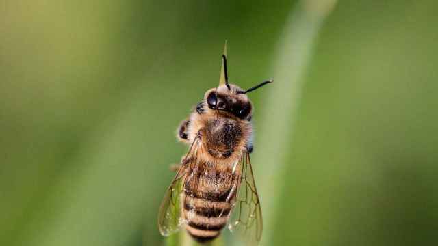 Una abeja como la que provocó la muerte al ciclista / PIXABAY
