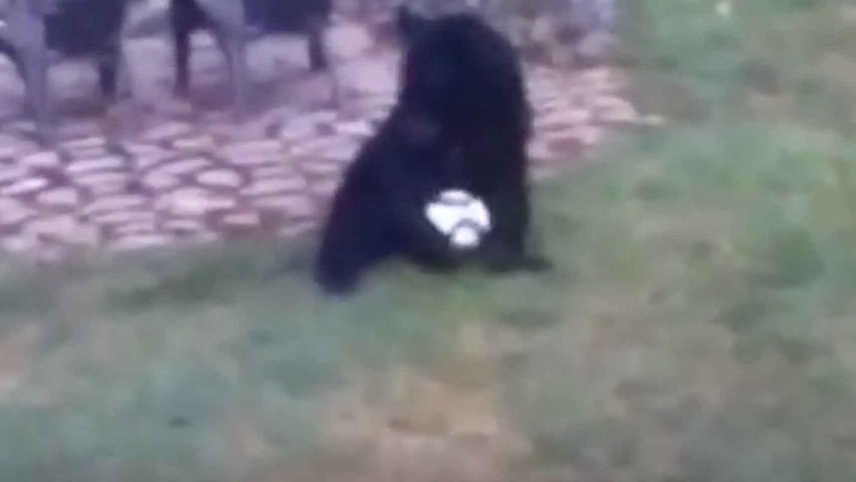 Uno de los osos juega al futbol en el jardín