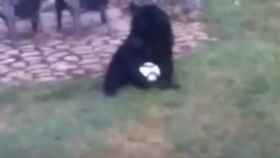 Uno de los osos juega al futbol en el jardín