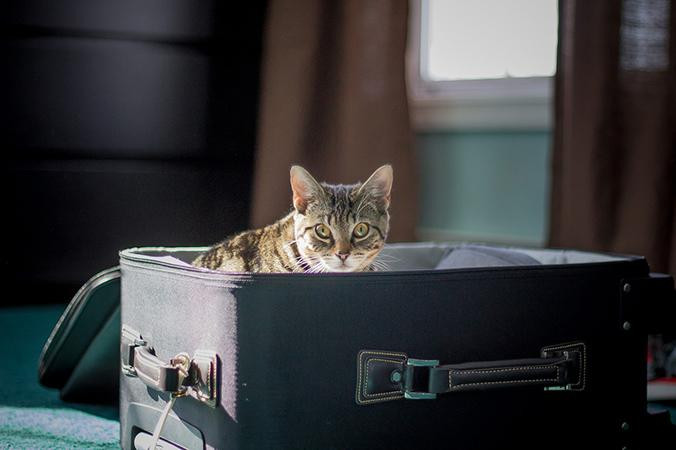 Gato en una maleta / PIXABAY