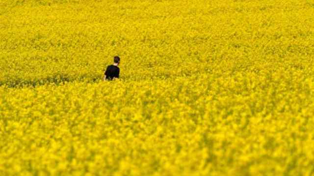 Imagen de un campo sembrando de colza / EFE