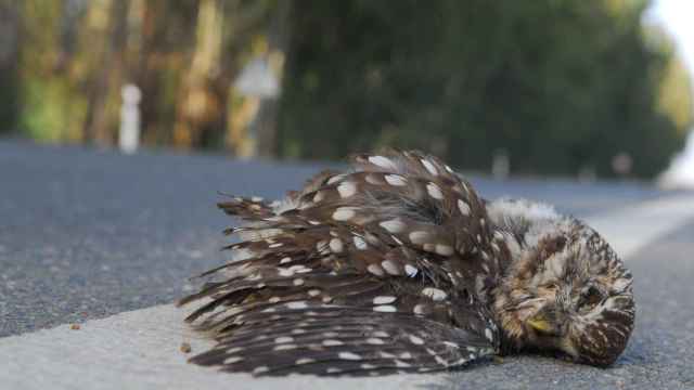 Una aves muerta en la carretera EP