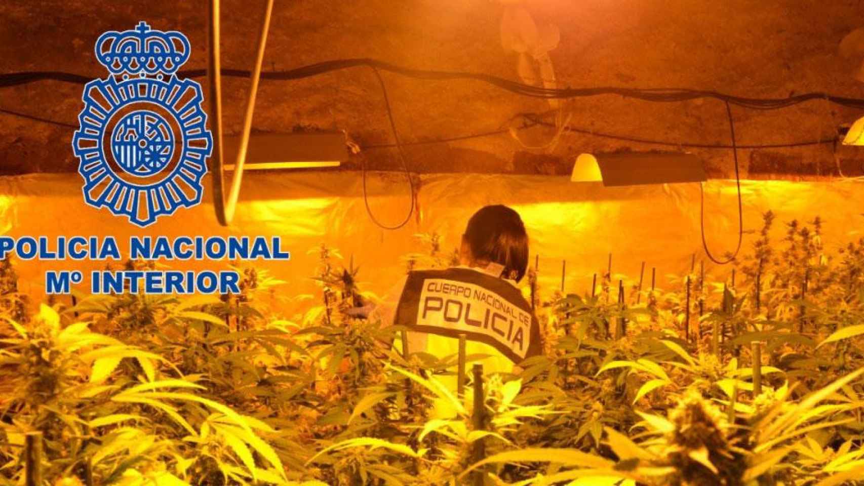 Una agente de la Policía Nacional en la plantación de marihuana / POLICÍA