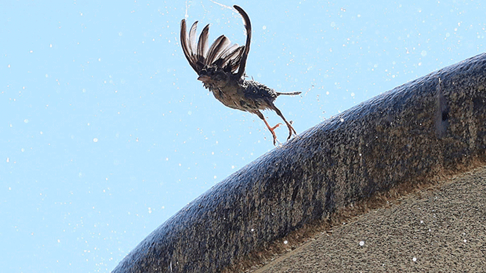 Un pájaro se refresca en una fuente del Parque del Retiro de Madrid en plena ola de calor / EFE