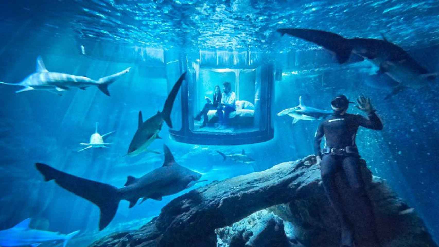 Airbnb sortea una experiencia para dormir entre tiburones una noche.