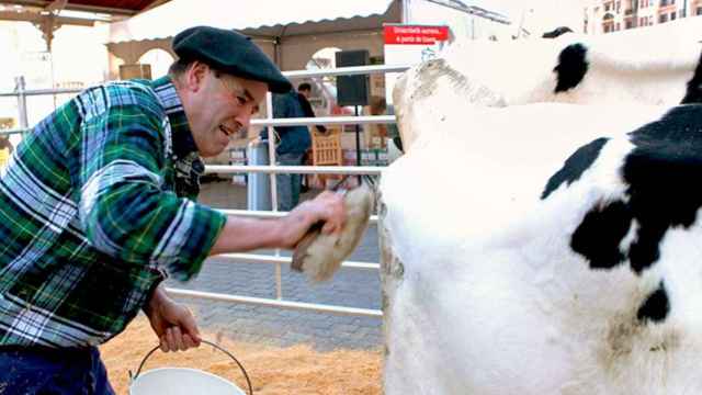 Un ganadero lácteo limpia una vaca lechera / EFE