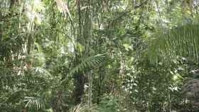 Conjunto de árboles en una selva de Panamà / EP
