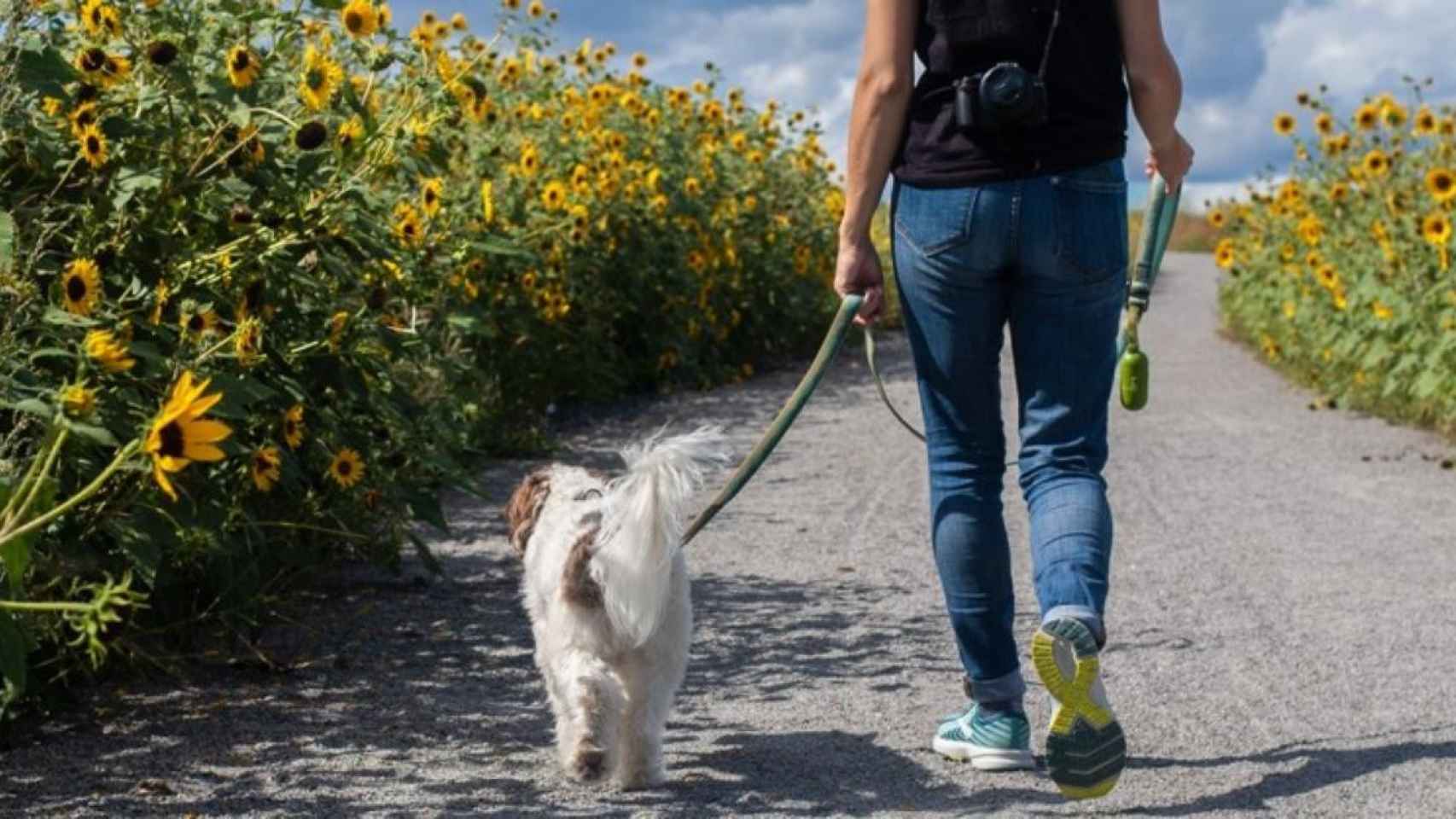 Dueño sacando a pasear a su perro / Delphine Beausoleil en UNSPLASH