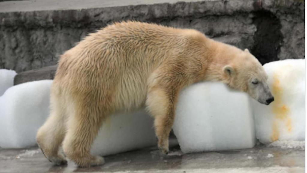 Un oso polar se pega a los bloques de hielo para resistir al calor de ...