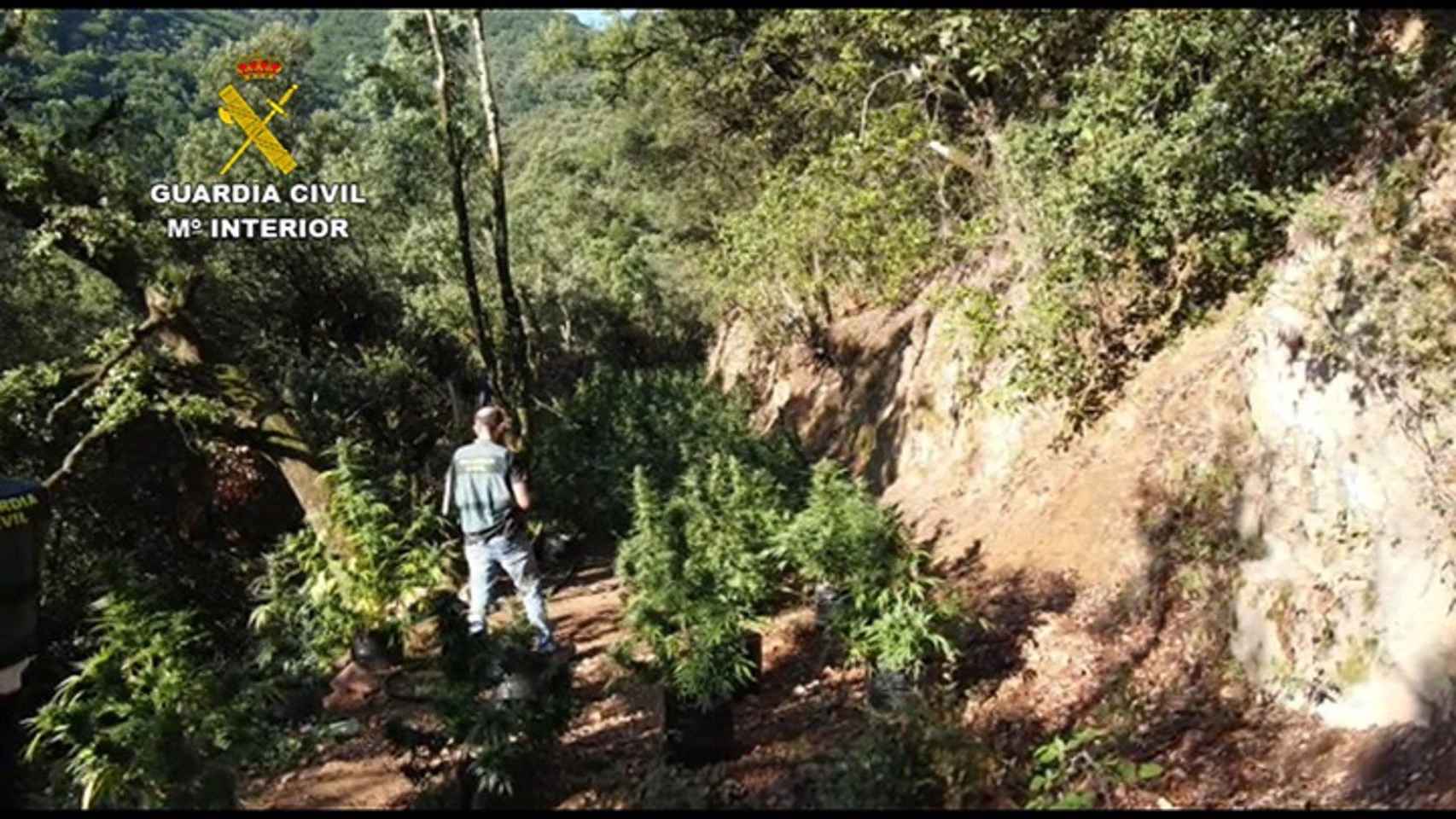 Plantación de marihuana en el Parque del Montseny / GUARDIA CIVIL