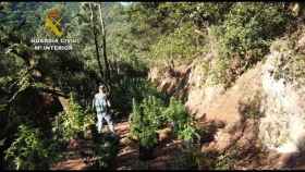Plantación de marihuana en el Parque del Montseny / GUARDIA CIVIL