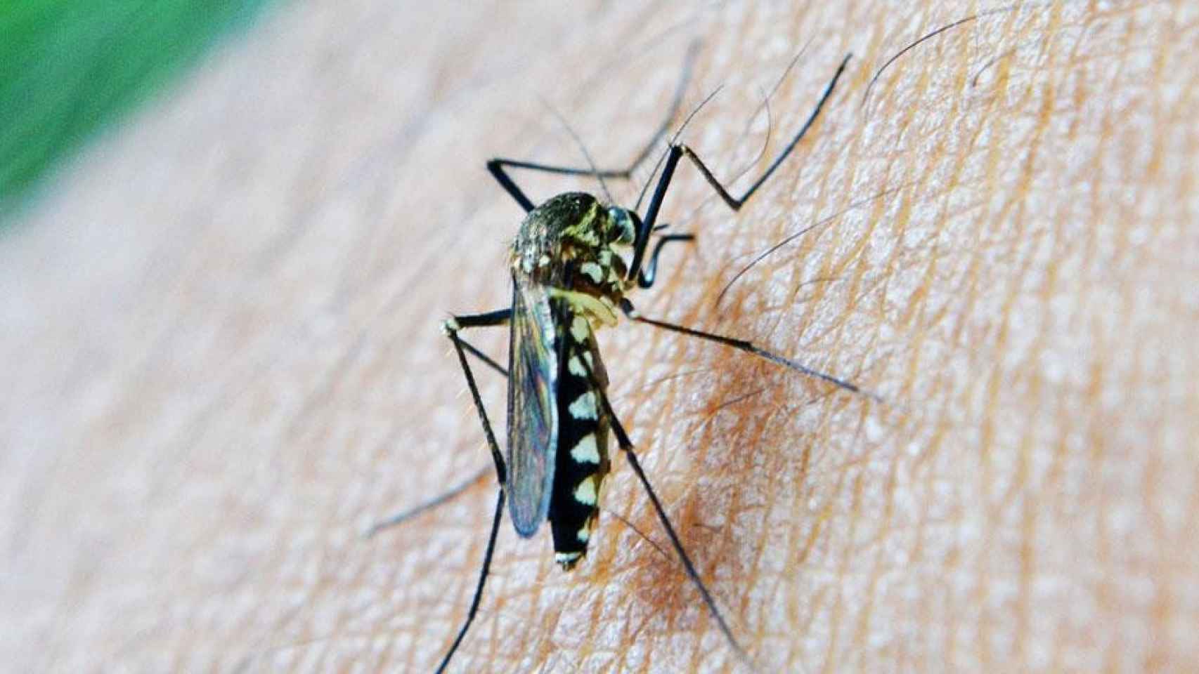 Un mosquito en plena picadura / CG