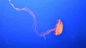 Prohibido el baño en Badalona y Sitges por una plaga de medusas