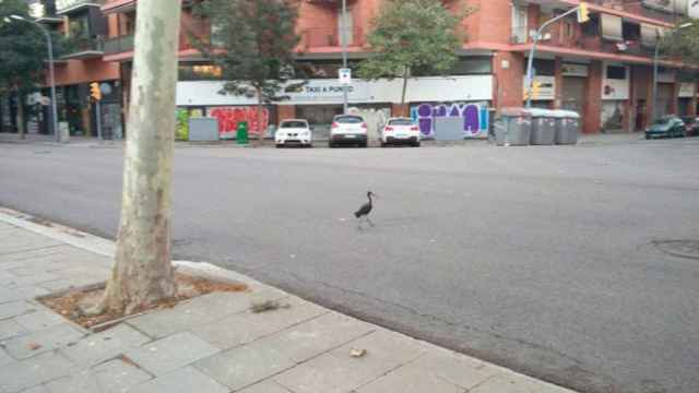 Uno de los avefría que ha huido tras el asalto al zoo se 'pasea' por las calles de Barcelona / Twitter @Eixelabrat