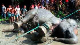 El elefante, muerto de cansancio tras un viaje de 1.600 km / BBC MUNDO