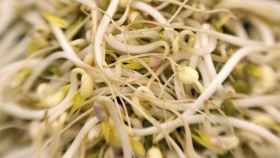 La soja, vinculada a un mayor éxito en los tratamientos de fertilidad.
