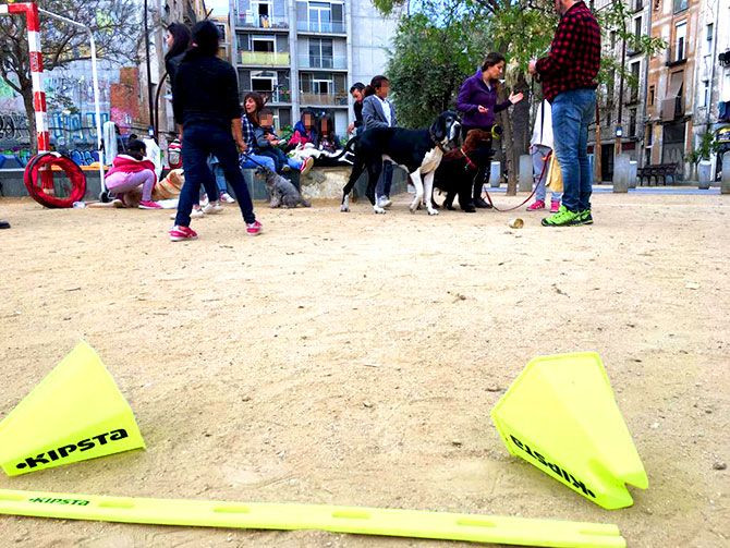 Educadores caninos y trabajadores sociales en plena terapia animal en la plaza del Pou de la Figuera / CG