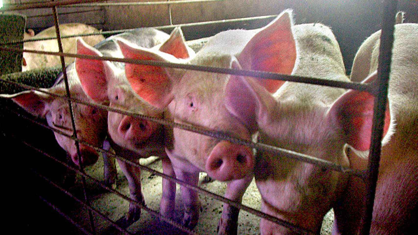 Cerdos en una granja / EFE